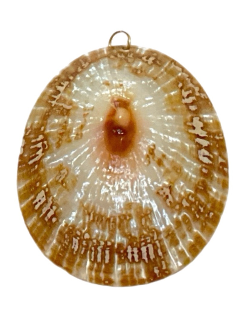 Hawaiian Limpet Shell Pendant